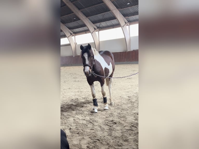 Deutsches Reitpony Hengst 2 Jahre 150 cm Schecke in Breiholz