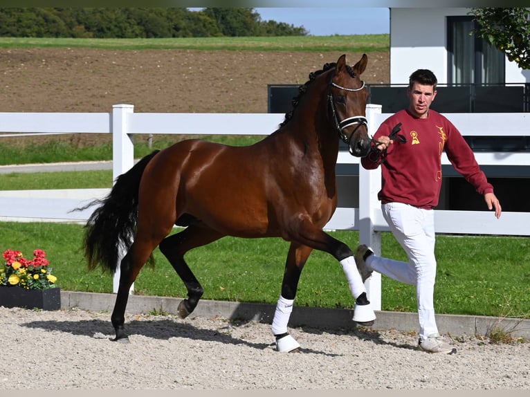 Deutsches Reitpony Hengst 2 Jahre 151 cm Brauner in Gomadingen