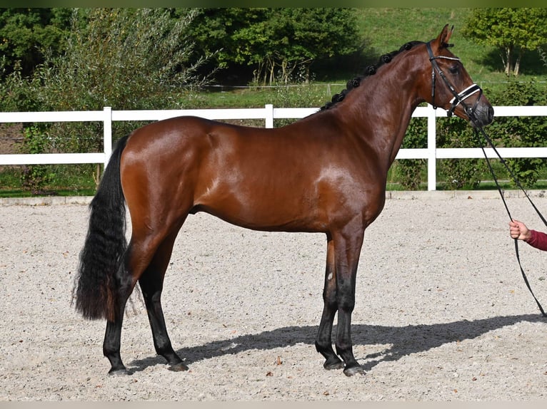 Deutsches Reitpony Hengst 2 Jahre 151 cm Brauner in Gomadingen