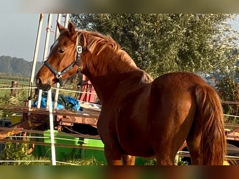 Deutsches Reitpony Hengst 2 Jahre 151 cm Fuchs in Blesdijke