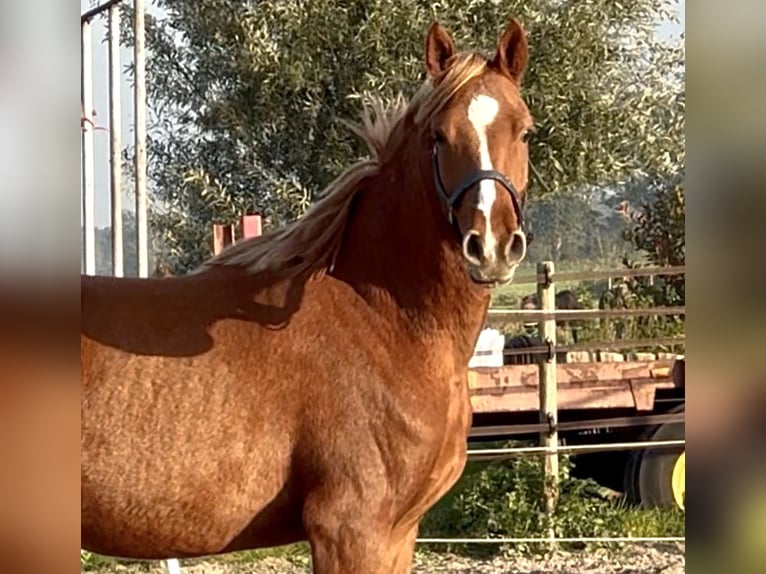 Deutsches Reitpony Hengst 2 Jahre 151 cm Fuchs in Blesdijke