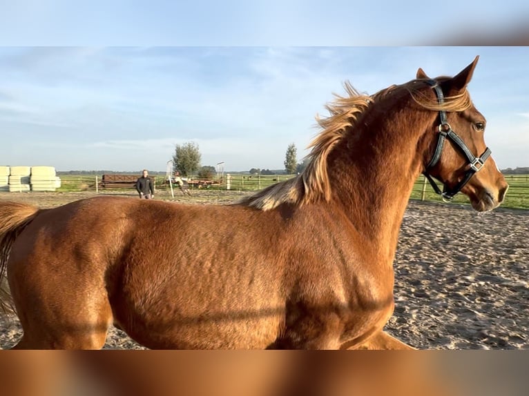 Deutsches Reitpony Hengst 2 Jahre 151 cm Fuchs in Blesdijke