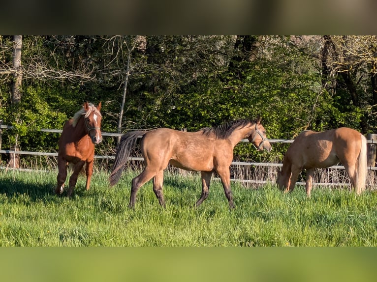 Deutsches Reitpony Hengst 2 Jahre 152 cm Buckskin in Kulmain