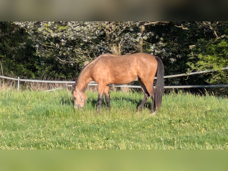 Deutsches Reitpony Hengst 2 Jahre 152 cm Buckskin in Kulmain