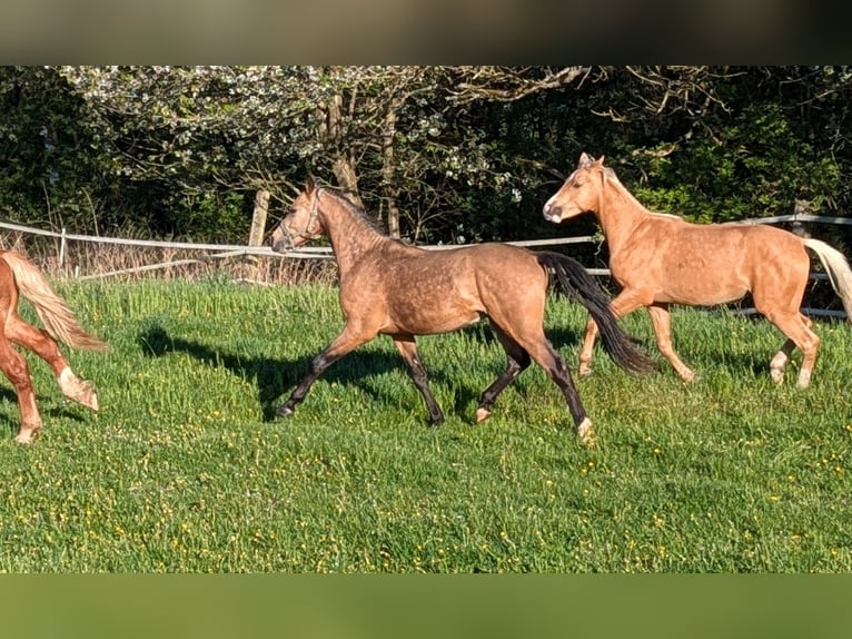 Deutsches Reitpony Hengst 2 Jahre 152 cm Buckskin in Kulmain