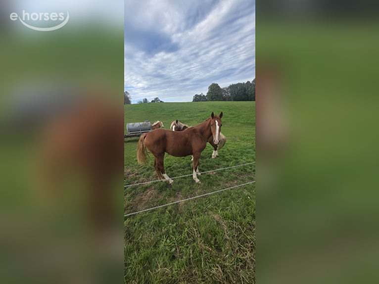 Deutsches Reitpony Hengst 2 Jahre 152 cm Fuchs in Wermelskirchen