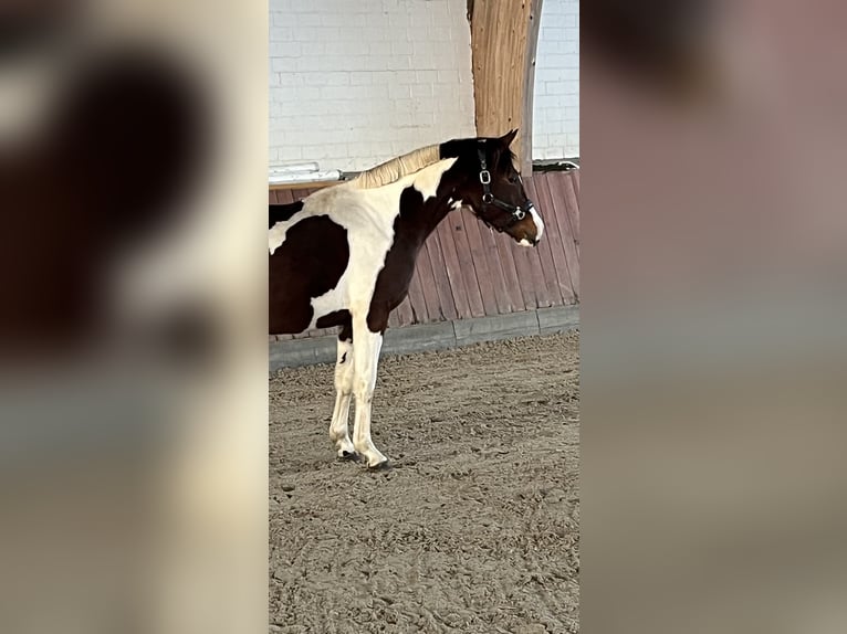 Deutsches Reitpony Hengst 2 Jahre 153 cm Schecke in Breiholz