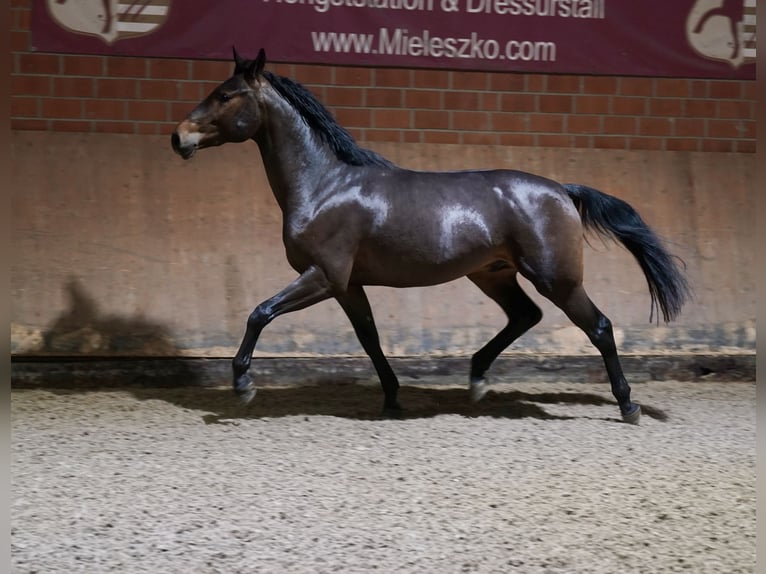 Deutsches Reitpony Mix Hengst 2 Jahre 154 cm Brauner in Paderborn