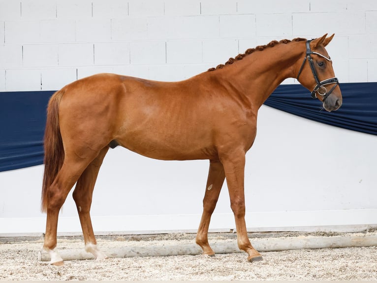 Deutsches Reitpony Hengst 2 Jahre 156 cm Fuchs in Marsberg