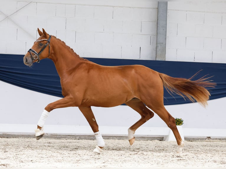 Deutsches Reitpony Hengst 2 Jahre 156 cm Fuchs in Marsberg