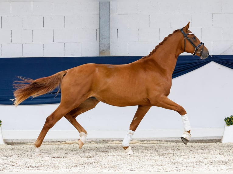Deutsches Reitpony Hengst 2 Jahre 156 cm Fuchs in Marsberg