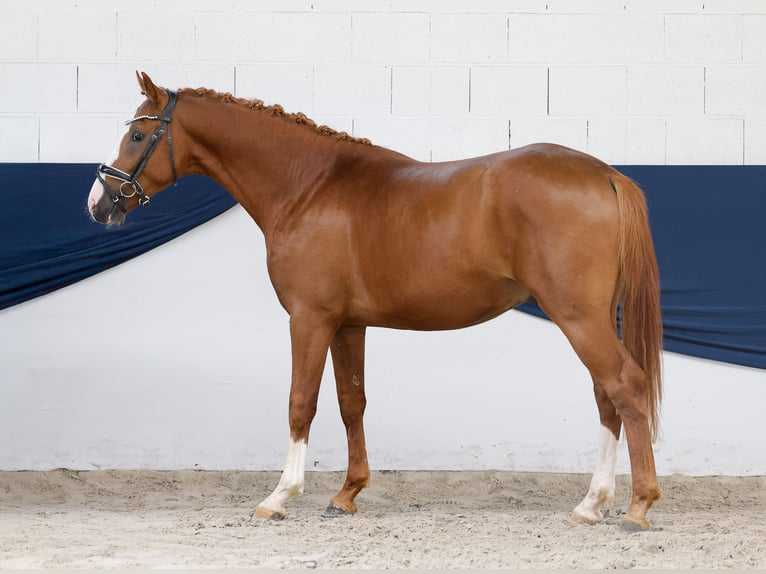 Deutsches Reitpony Hengst 2 Jahre 156 cm Fuchs in Marsberg
