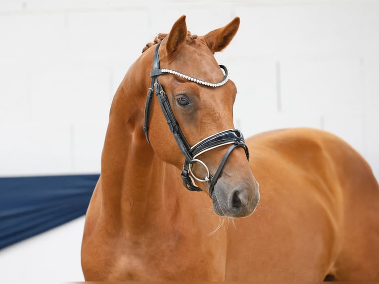 Deutsches Reitpony Hengst 2 Jahre 156 cm Fuchs in Marsberg