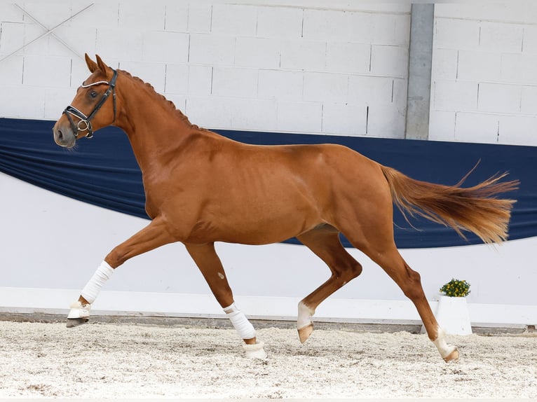 Deutsches Reitpony Hengst 2 Jahre 156 cm Fuchs in Marsberg