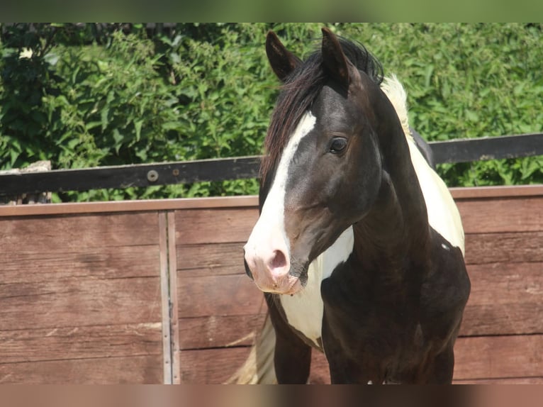 Deutsches Reitpony Hengst 2 Jahre 158 cm Schecke in Rees