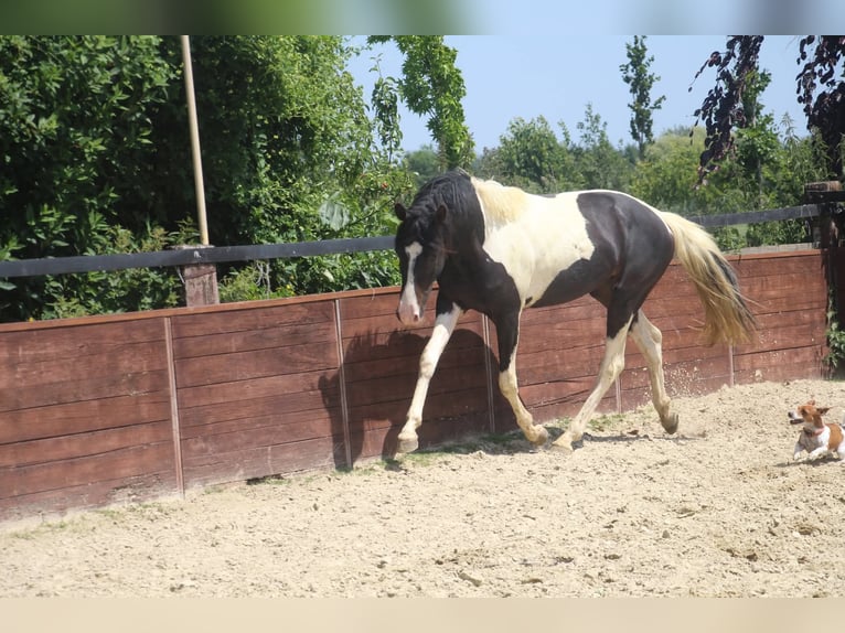 Deutsches Reitpony Hengst 2 Jahre 158 cm Schecke in Rees