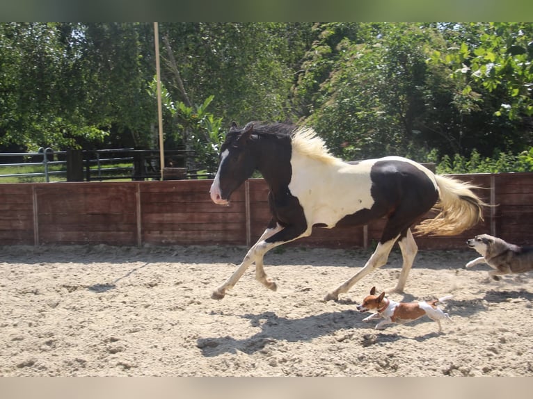 Deutsches Reitpony Hengst 2 Jahre 158 cm Schecke in Rees