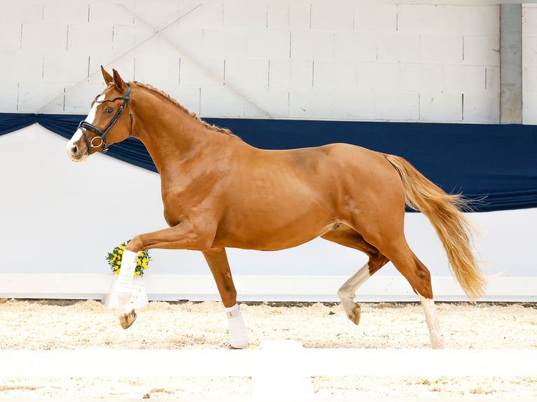 Deutsches Reitpony Hengst 2 Jahre 159 cm Fuchs in Marsberg