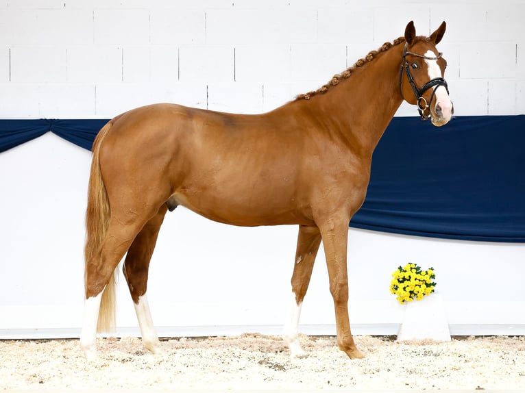 Deutsches Reitpony Hengst 2 Jahre 159 cm Fuchs in Marsberg