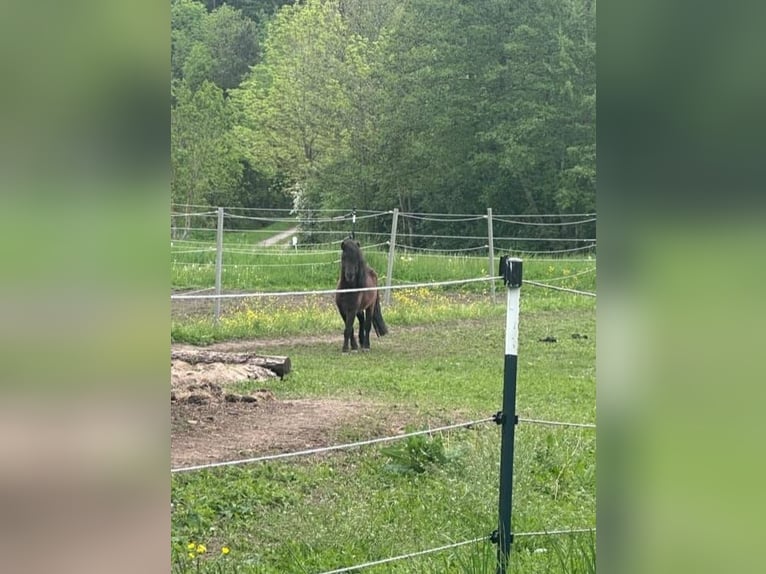 Deutsches Reitpony Hengst 2 Jahre 95 cm Rappe in Scheinfeld