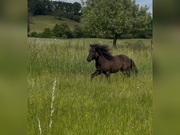 Deutsches Reitpony Hengst 2 Jahre 95 cm Rappe in Scheinfeld