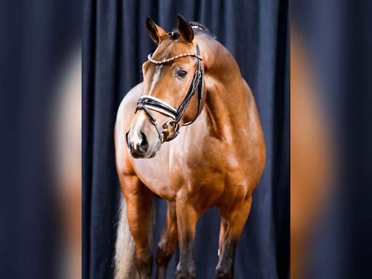 Deutsches Reitpony Hengst 2 Jahre Brauner in Cappeln