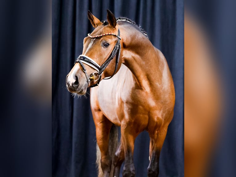 Deutsches Reitpony Hengst 2 Jahre Brauner in Cappeln