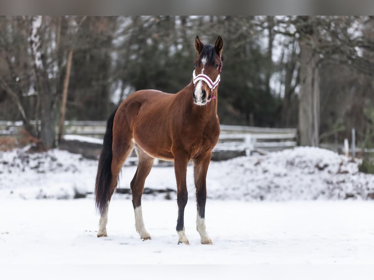 Deutsches Reitpony Hengst 2 Jahre Brauner in Galenberg
