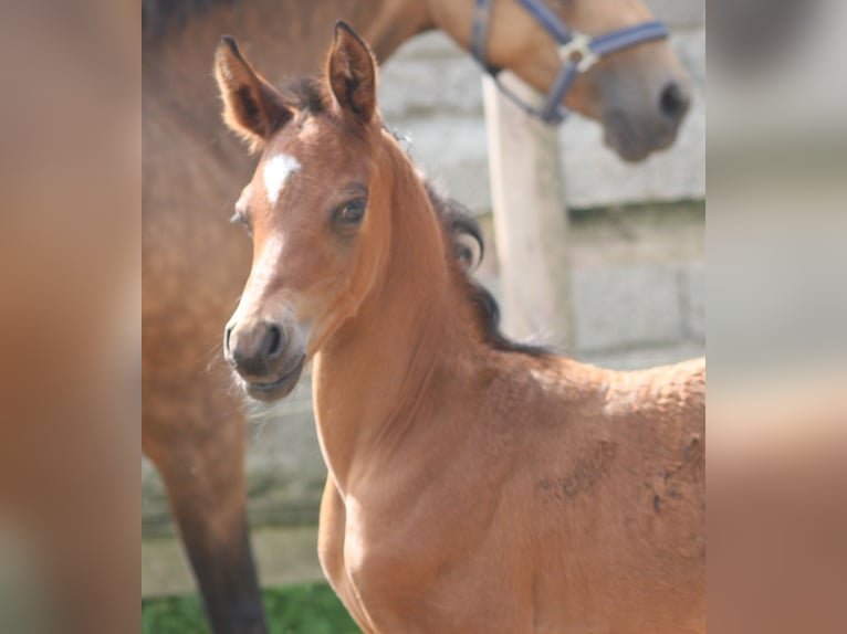 Deutsches Reitpony Hengst 2 Jahre Brauner in Erwitte