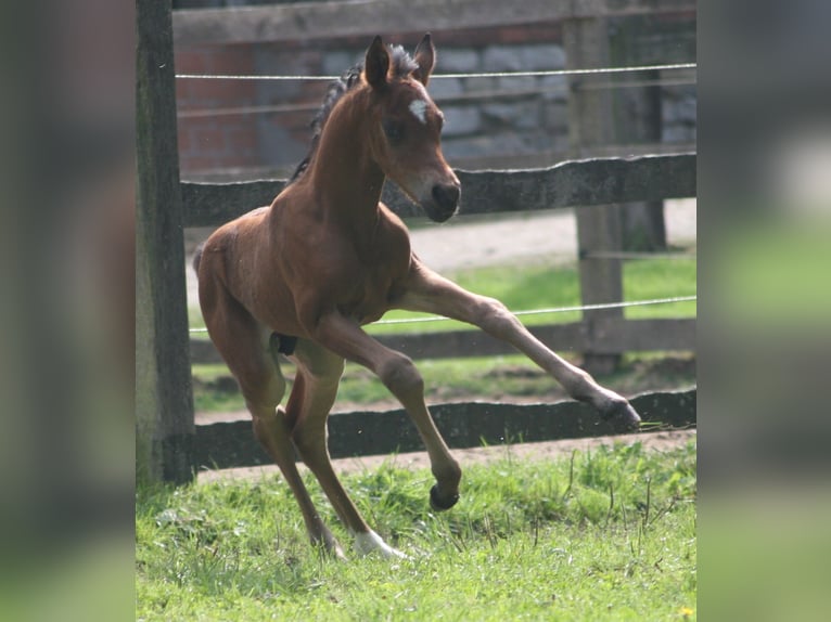 Deutsches Reitpony Hengst 2 Jahre Brauner in Erwitte