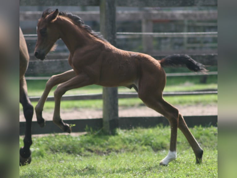 Deutsches Reitpony Hengst 2 Jahre Brauner in Erwitte