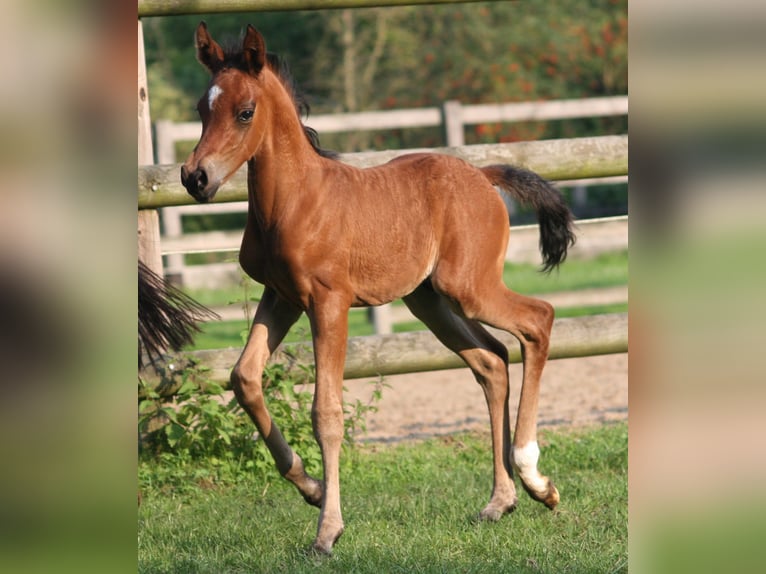 Deutsches Reitpony Hengst 2 Jahre Brauner in Erwitte