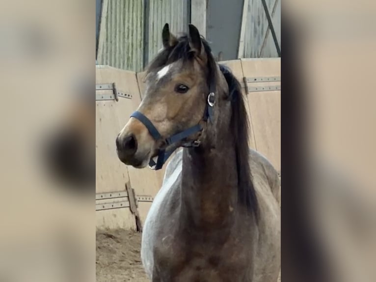 Deutsches Reitpony Hengst 2 Jahre Buckskin in Achim