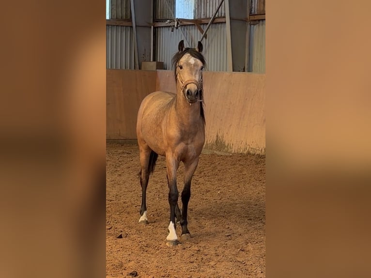 Deutsches Reitpony Hengst 2 Jahre Buckskin in Achim