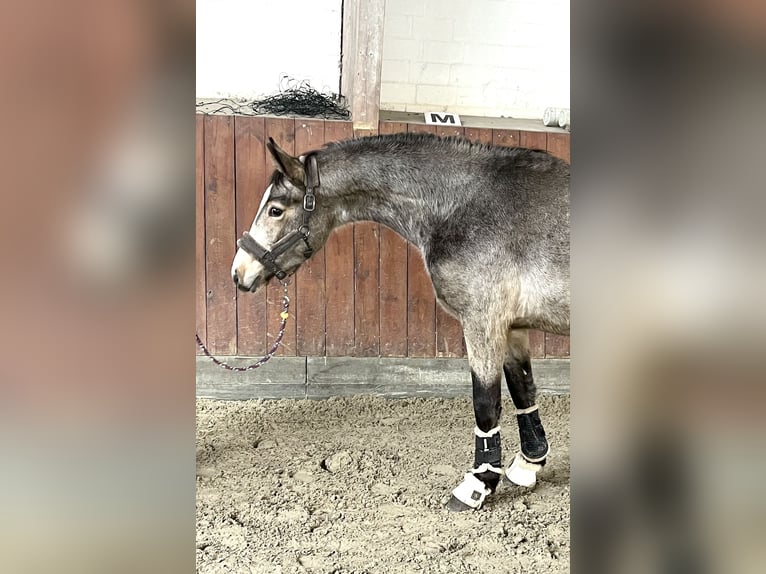 Deutsches Reitpony Hengst 2 Jahre Buckskin in Breiholz