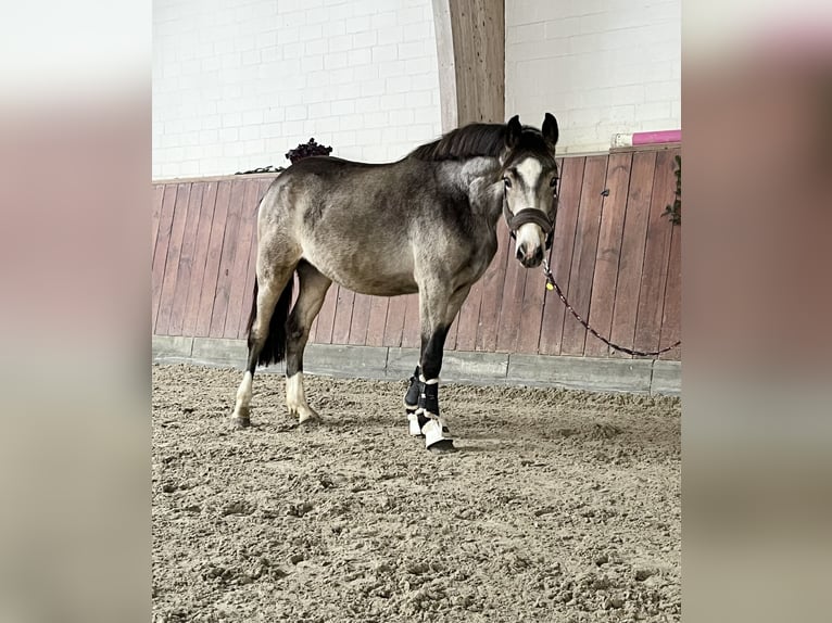 Deutsches Reitpony Hengst 2 Jahre Buckskin in Breiholz