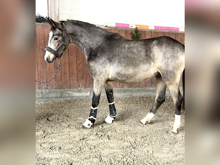 Deutsches Reitpony Hengst 2 Jahre Buckskin in Breiholz