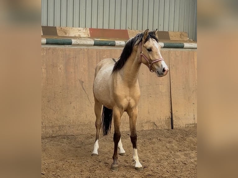 Deutsches Reitpony Hengst 2 Jahre Buckskin in Achim