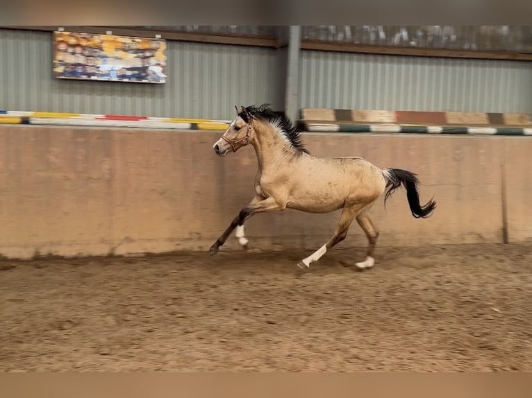 Deutsches Reitpony Hengst 2 Jahre Buckskin in Achim