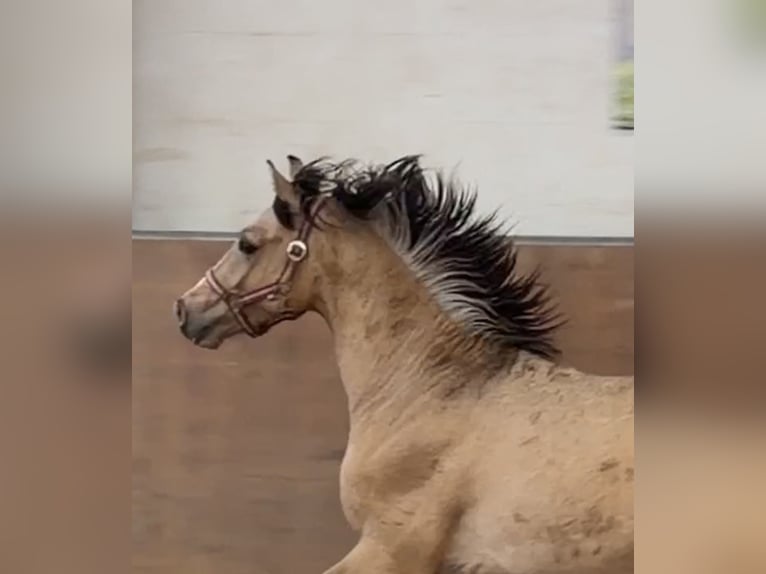 Deutsches Reitpony Hengst 2 Jahre Buckskin in Achim