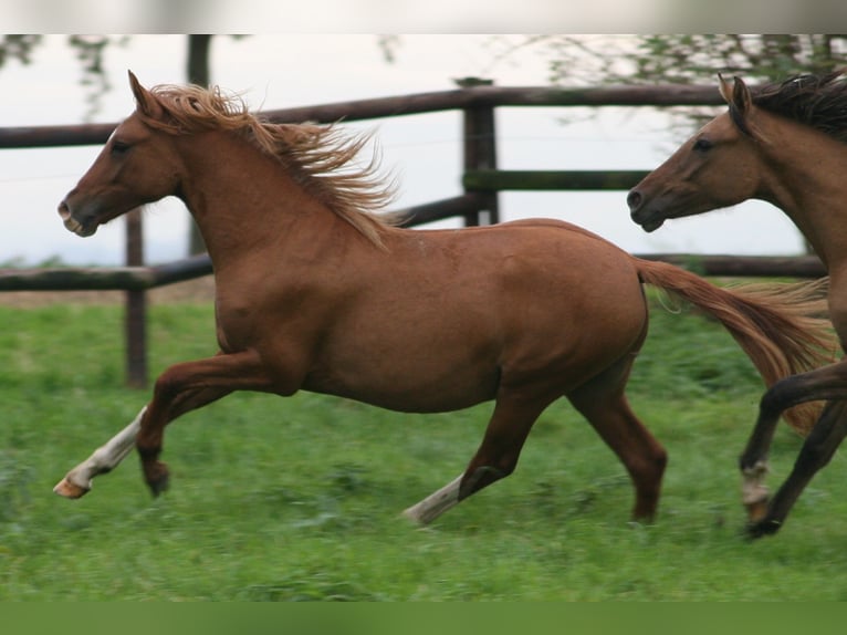 Deutsches Reitpony Hengst 2 Jahre in Erwitte