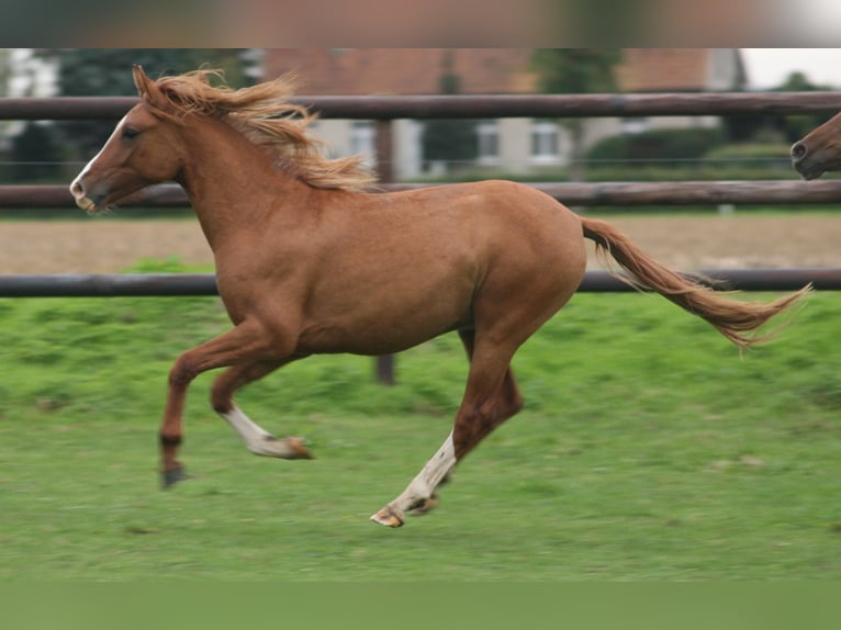 Deutsches Reitpony Hengst 2 Jahre in Erwitte