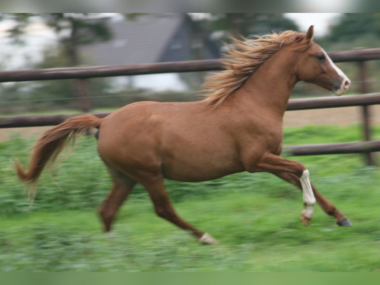 Deutsches Reitpony Hengst 2 Jahre in Erwitte