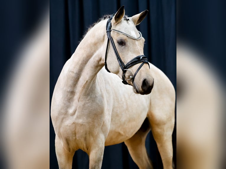 Deutsches Reitpony Hengst 2 Jahre Falbe in Bedburg