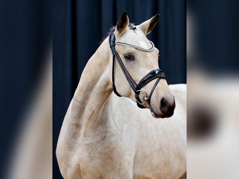 Deutsches Reitpony Hengst 2 Jahre Falbe in Bedburg