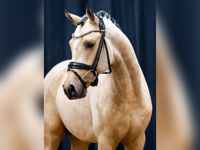 Deutsches Reitpony Hengst 2 Jahre Falbe in Emstek