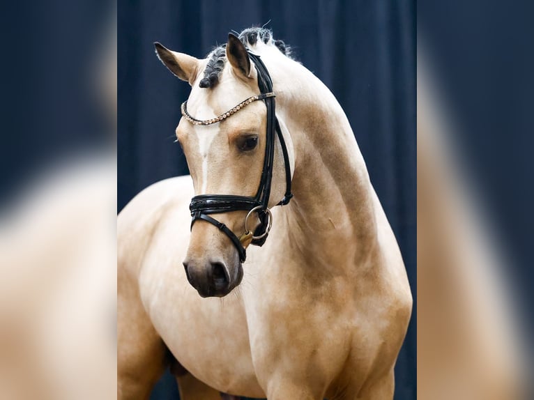 Deutsches Reitpony Hengst 2 Jahre Falbe in Emstek