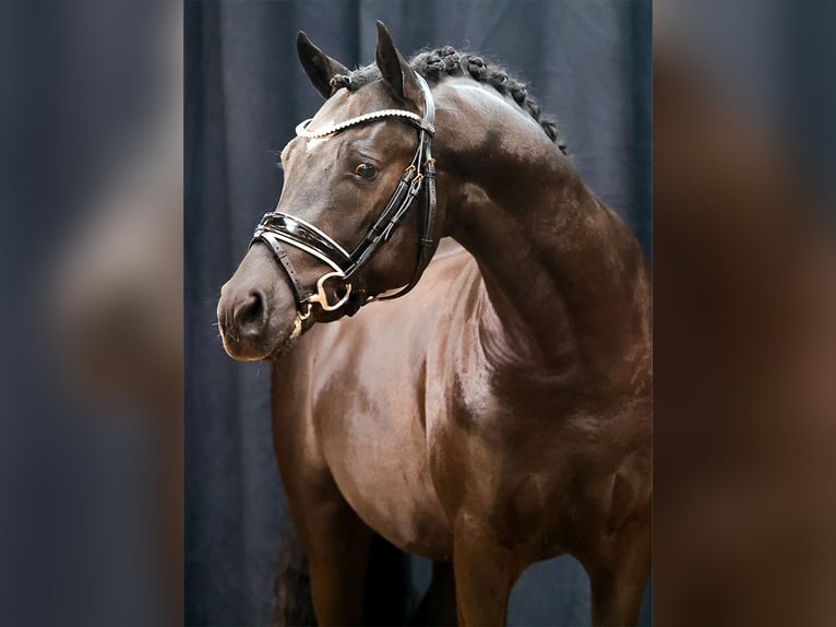 Deutsches Reitpony Hengst 2 Jahre Falbe in Hesel