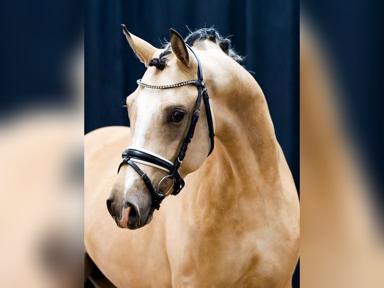 Deutsches Reitpony Hengst 2 Jahre Falbe in Nienhagen