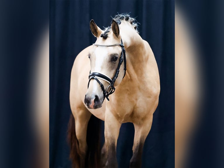 Deutsches Reitpony Hengst 2 Jahre Falbe in Nienhagen